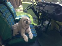 VW Dogs