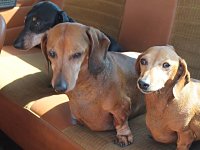 VW Dogs