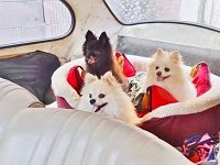 VW Dogs