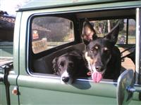 VW Dogs