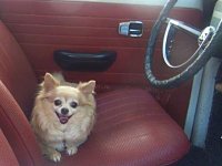 VW Dogs