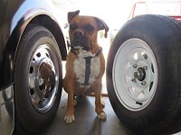 VW Dogs