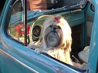 VW Dogs