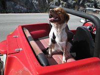 VW Dogs