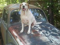 VW Dogs