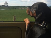 VW Dogs