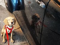 VW Dogs