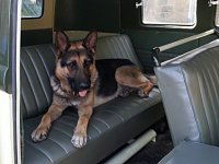 VW Dogs