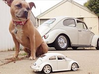 VW Dogs