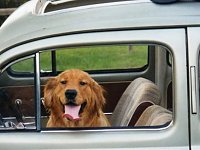 VW Dogs