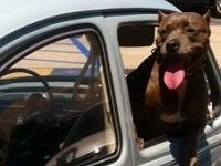 VW Dogs