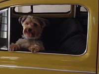 VW Dogs