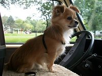 VW Dogs