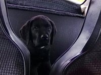 VW Dogs