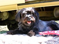 VW Dogs