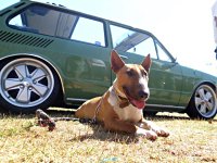 VW Dogs