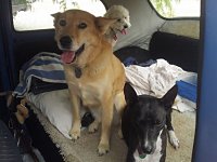 VW Dogs