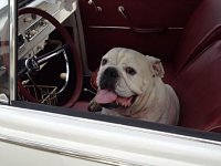 VW Dogs