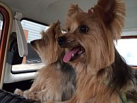 VW Dogs