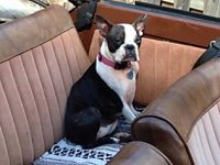 VW Dogs