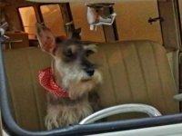 VW Dogs