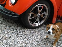 VW Dogs