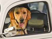 VW Dogs