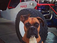 VW Dogs