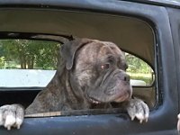 VW Dogs