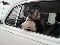 VW Dogs