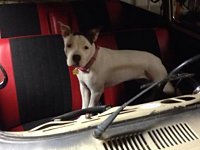 VW Dogs