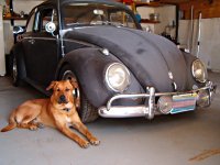 VW Dogs