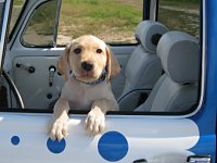 VW Dogs