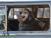 VW Dogs