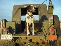 VW Dogs