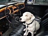 VW Dogs