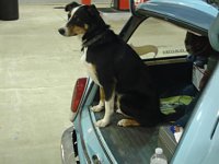 VW Dogs