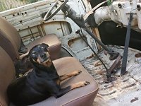 VW Dogs