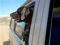 VW Dogs