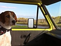 VW Dogs