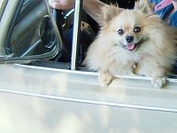 VW Dogs