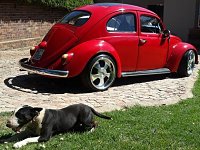 VW Dogs