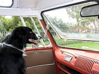 VW Dogs
