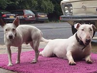 VW Dogs