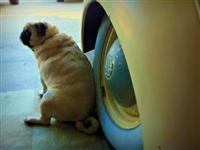 VW Dogs