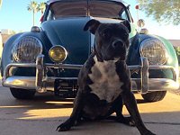 VW Dogs