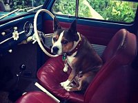 VW Dogs