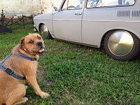 VW Dogs