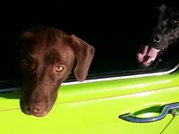 VW Dogs