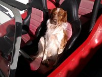 VW Dogs
